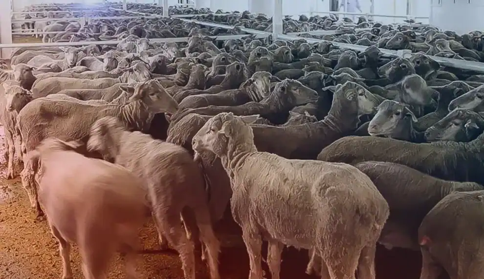 قیمت دام زنده امروز ۱۵ آبان ۱۴۰۴ | ثبات در بازار گوسفند و افت نرخ گوساله