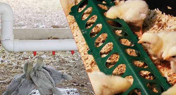 بحران در توزیع نهاده‌ها؛ «آجر به جای خوراک مرغ» و قیمت‌هایی هم‌سطح آمریکا