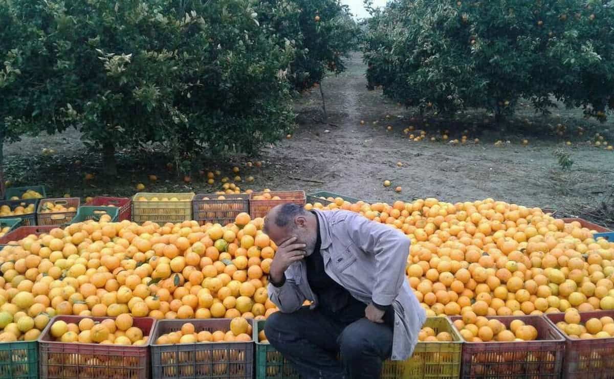 چرا قیمت میوه در ایران چند برابر می‌شود و سهم واقعی باغدار فقط ۳۰ درصد است؟