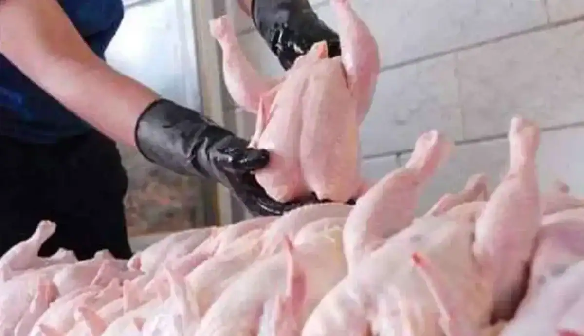 گشایش محدود در توزیع نهاده‌ها؛ مرغداران هنوز در تأمین سویا گرفتارند