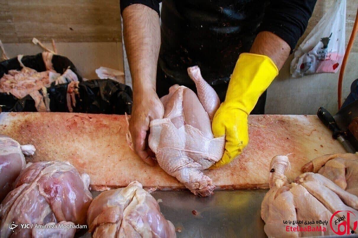 قیمت مرغ روند نزولی به خودگرفته است