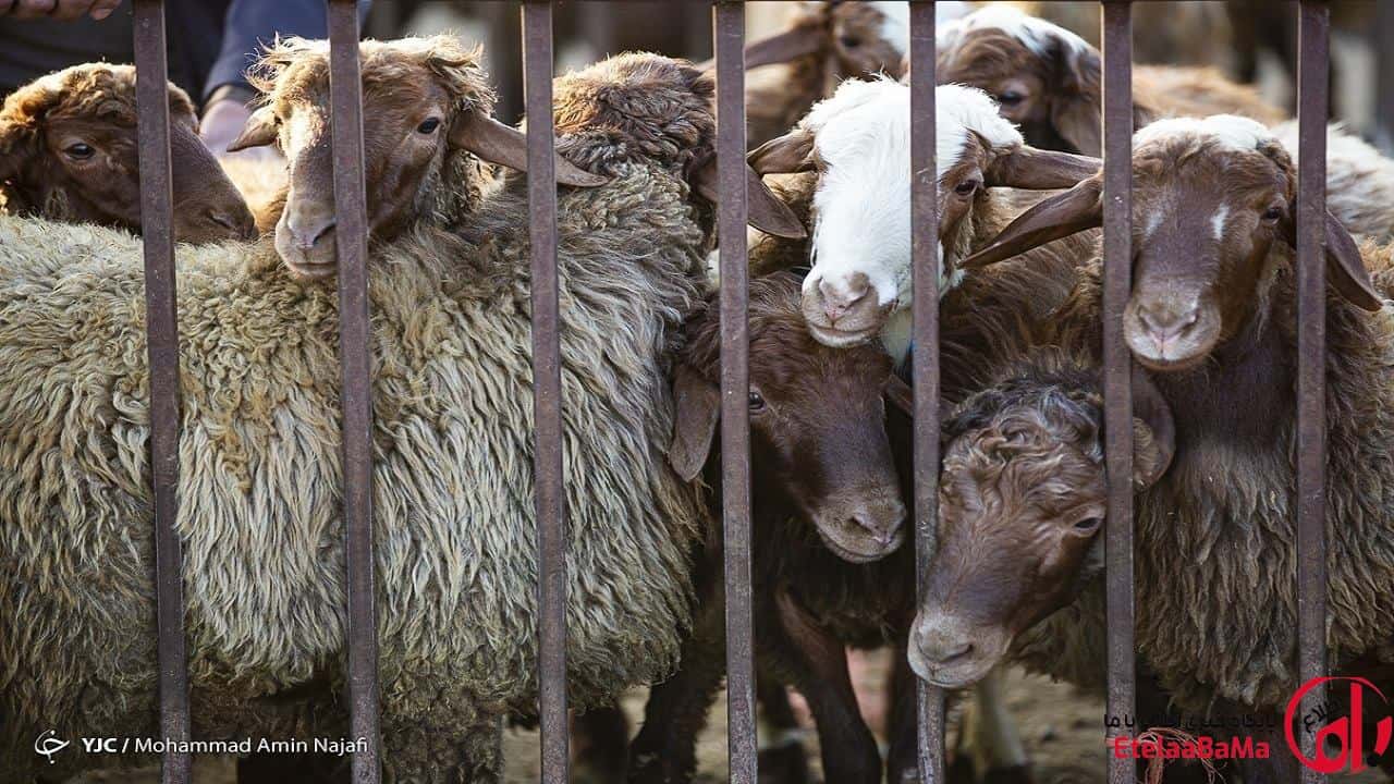 قیمت هرکیلو دام زنده به ۵۲۰ تا ۵۳۰ هزارتومان