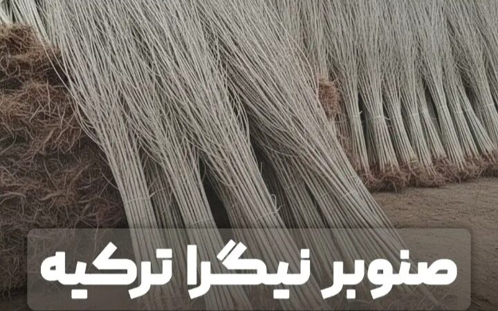 فروش نهال صنوبر یکساله یارانه‌ای از جهاد کشاورزی با قیمت ۷ هزار تومان با ظرفیت محدود