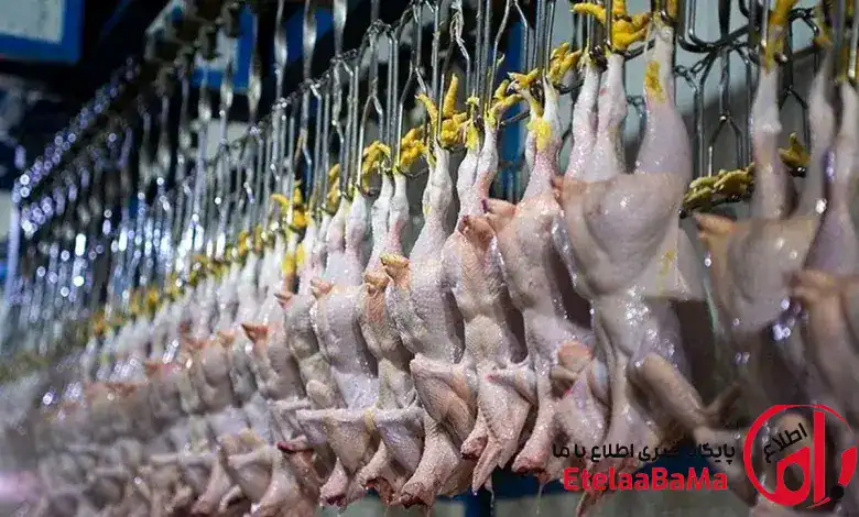 وضعیت تولید مرغ در کشور؛ جوجه‌ریزی ۱۴۵ میلیونی و هشدار کمبود نقدینگی مرغداران