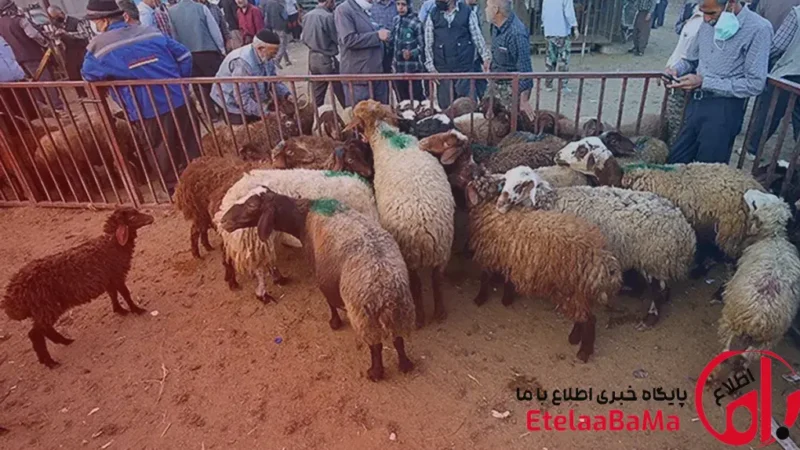 قیمت دام زنده امروز ۲۷ بهمن ۱۴۰۴