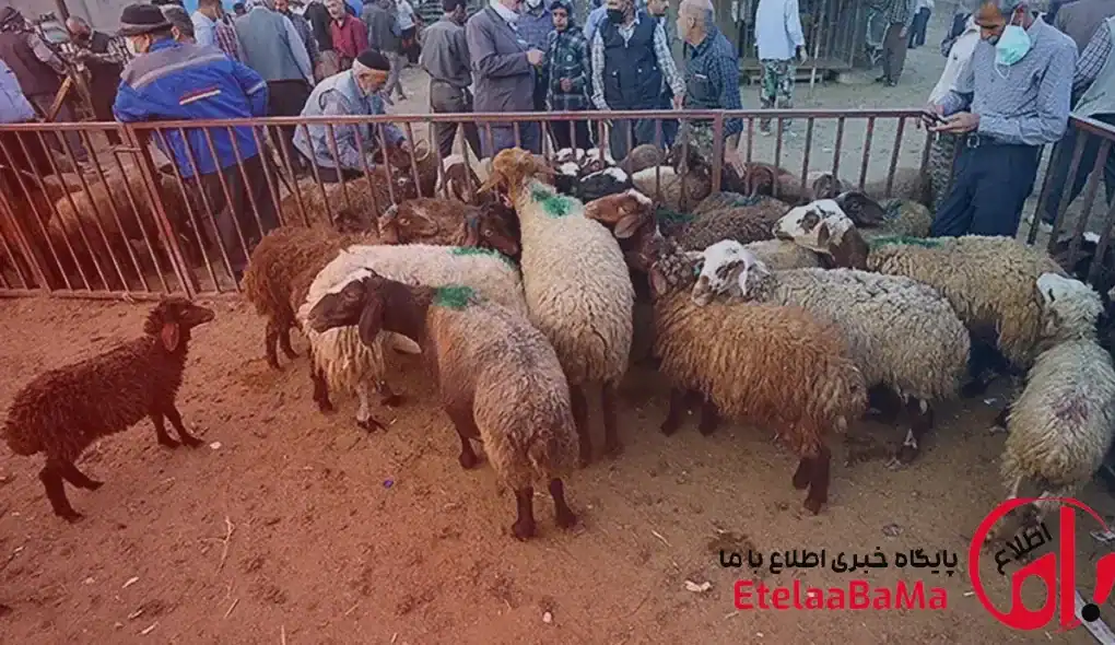قیمت دام زنده امروز ۲۷ بهمن ۱۴۰۴