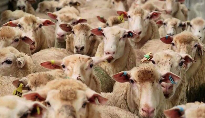 بازار دام زیر فشار هزینه‌ها؛ لاشه باید چند فروخته شود؟