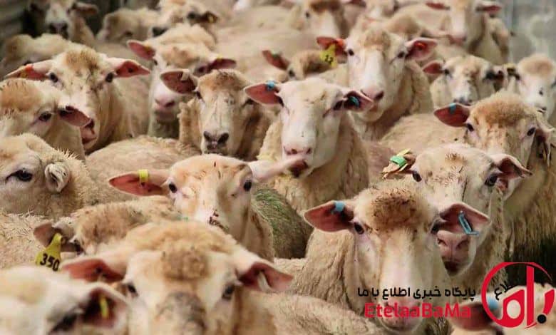 بازار دام زیر فشار هزینه‌ها؛ لاشه باید چند فروخته شود؟