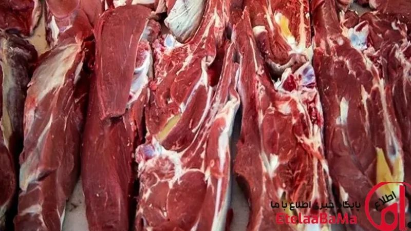 قیمت گوشت قرمز امروز ۲۱ خرداد ۱۴۰۵/ثبات کامل گوسفند و گوساله، خبری از جهش نیست