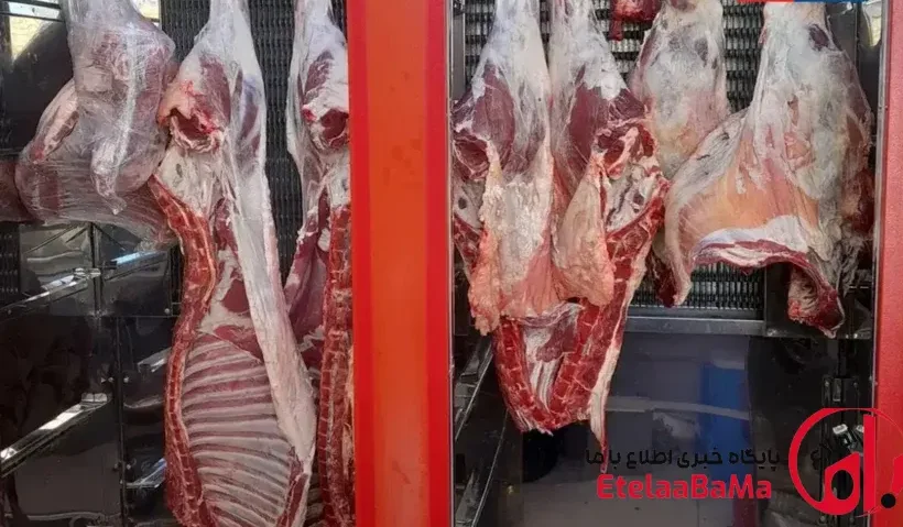 قیمت گوشت قرمز امروز ۱۹ خرداد ۱۴۰۵ | ثبات کامل گوسفند و گوساله، خبری از جهش نیست