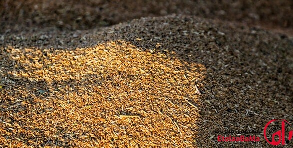 آغاز ثبت سفارش واردات گندم از فردا ۱۸ شهریور