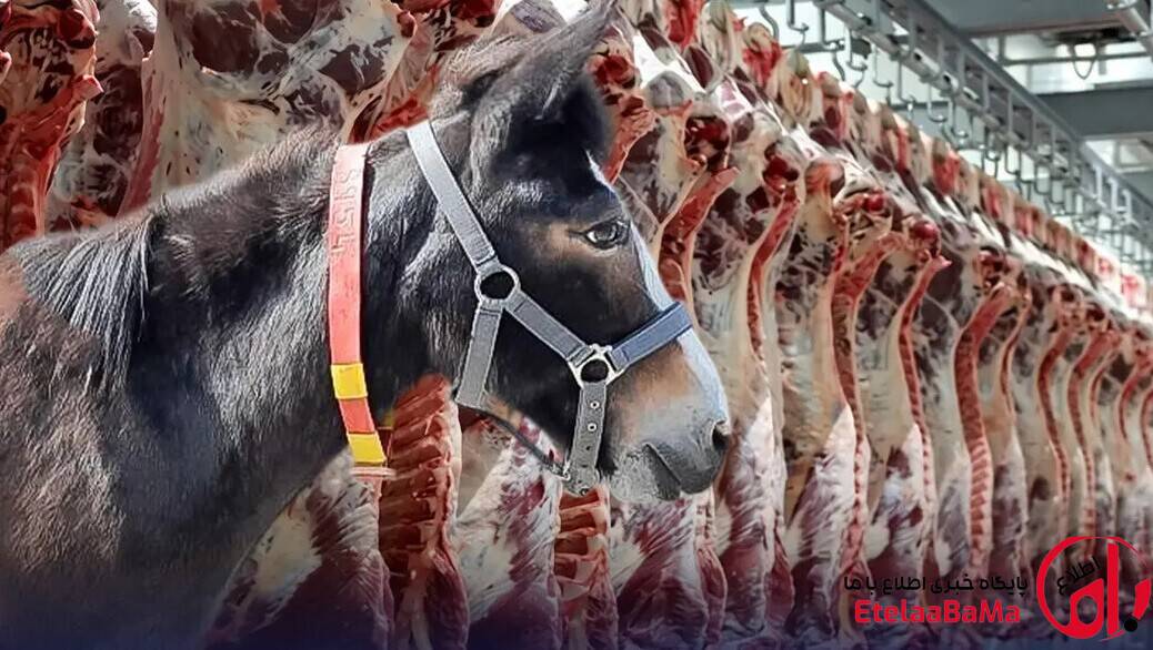 گوشت اسب و الاغ وارد بازار می‌شود؟ ماجرای نامه جنجالی سازمان دامپزشکی